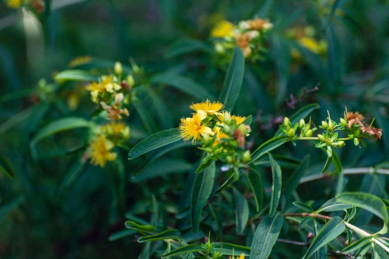 33 Native, Nectar‑Rich Plants to Attract Bees & Butterflies