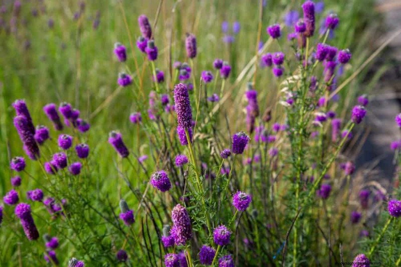 33 Native, Nectar‑Rich Plants to Attract Bees & Butterflies