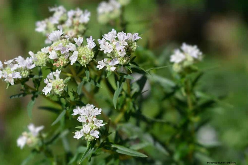 33 Native, Nectar‑Rich Plants to Attract Bees & Butterflies