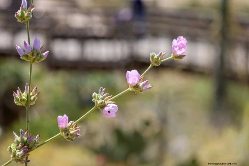 33 Native, Nectar‑Rich Plants to Attract Bees & Butterflies