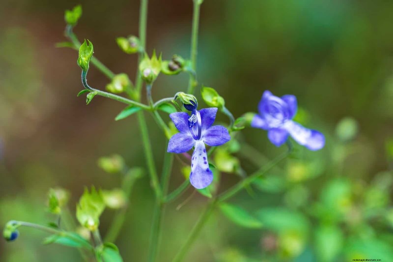 33 Native, Nectar‑Rich Plants to Attract Bees & Butterflies