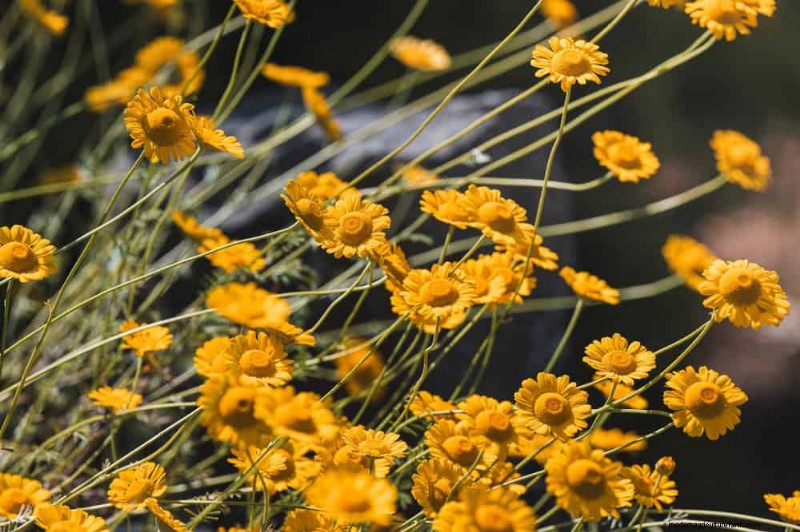 33 Native, Nectar‑Rich Plants to Attract Bees & Butterflies
