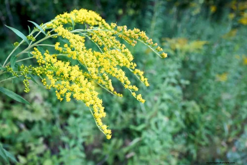33 Native, Nectar‑Rich Plants to Attract Bees & Butterflies