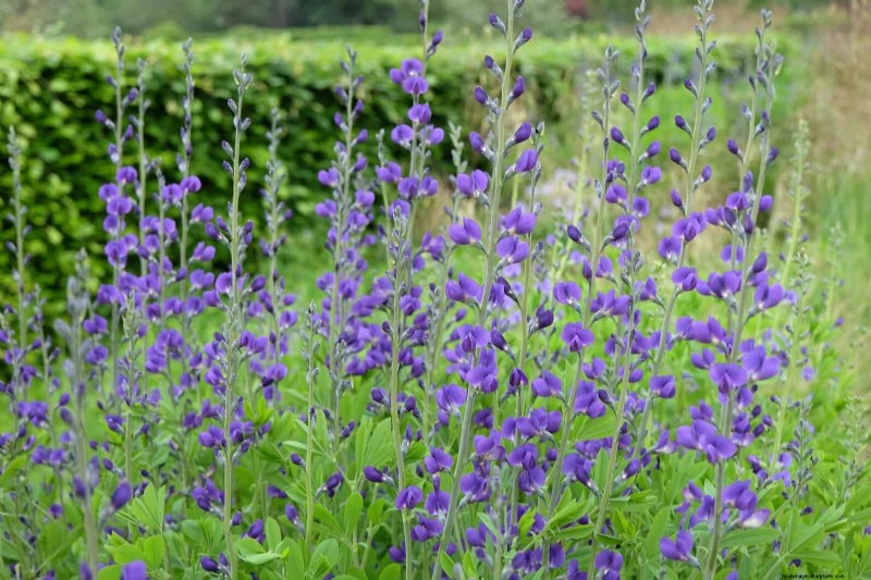 33 Native, Nectar‑Rich Plants to Attract Bees & Butterflies