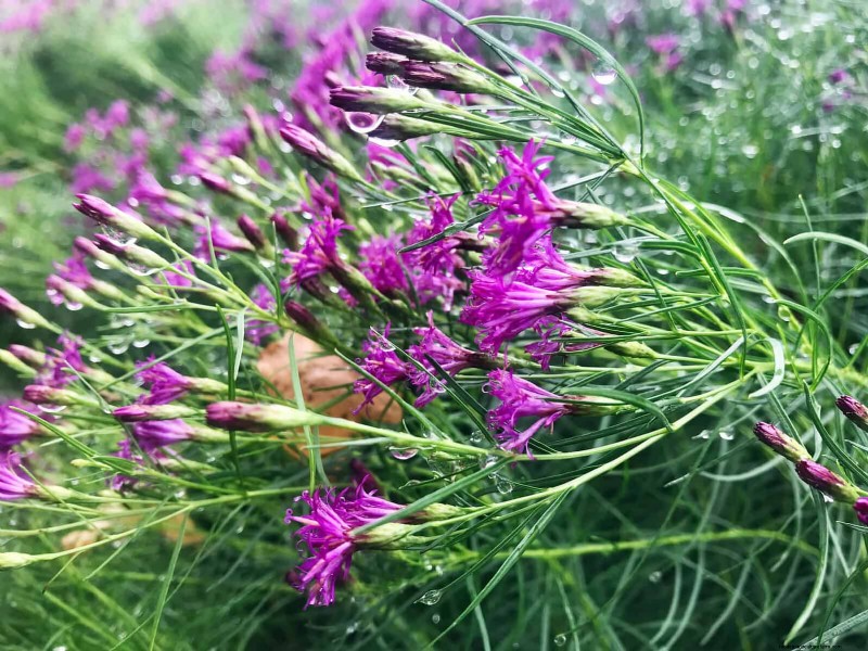 33 Native, Nectar‑Rich Plants to Attract Bees & Butterflies