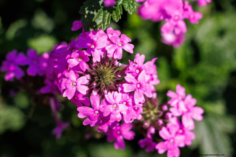 33 Native, Nectar‑Rich Plants to Attract Bees & Butterflies