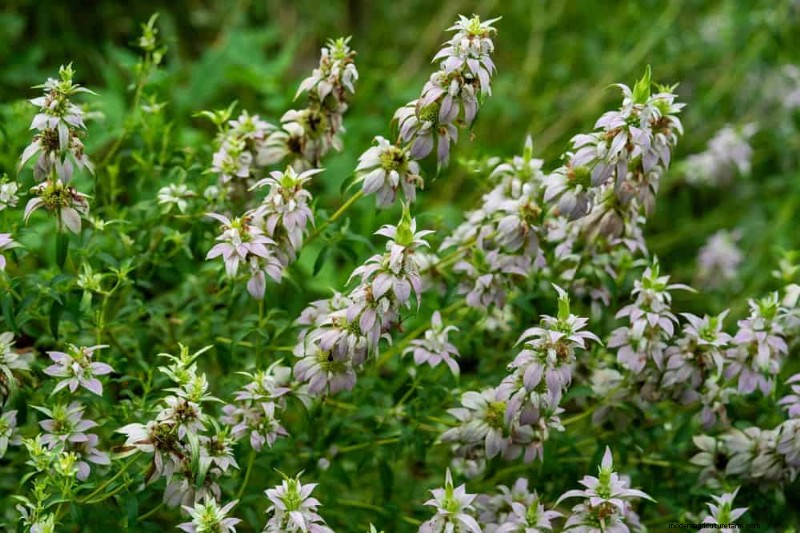 33 Native, Nectar‑Rich Plants to Attract Bees & Butterflies