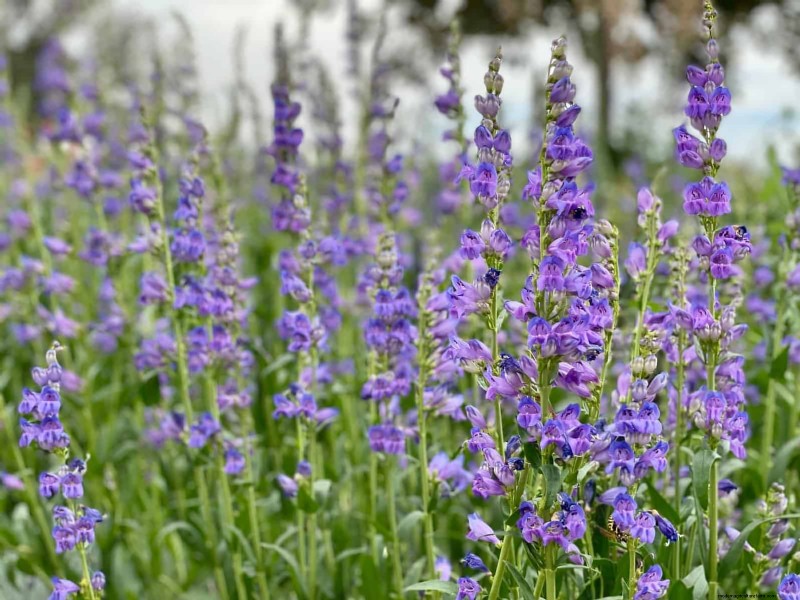 33 Native, Nectar‑Rich Plants to Attract Bees & Butterflies