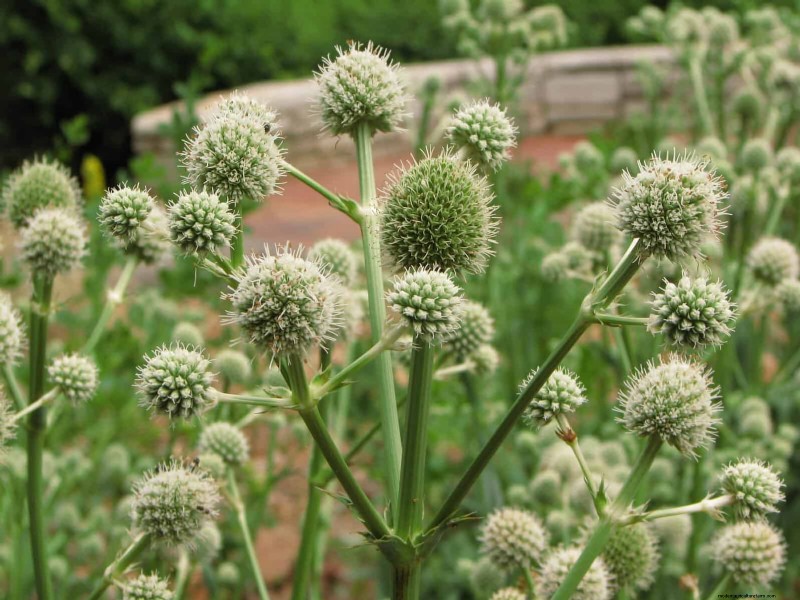 33 Native, Nectar‑Rich Plants to Attract Bees & Butterflies