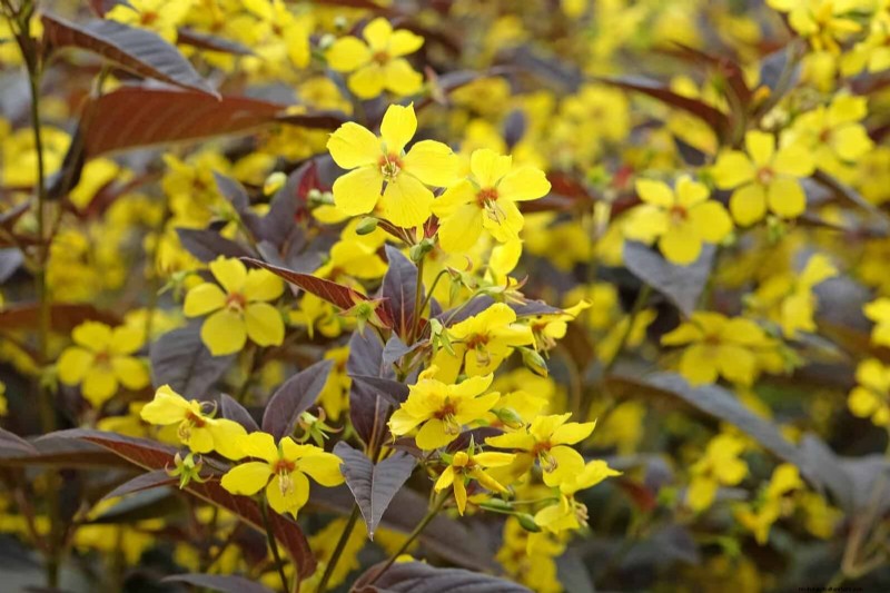 33 Native, Nectar‑Rich Plants to Attract Bees & Butterflies