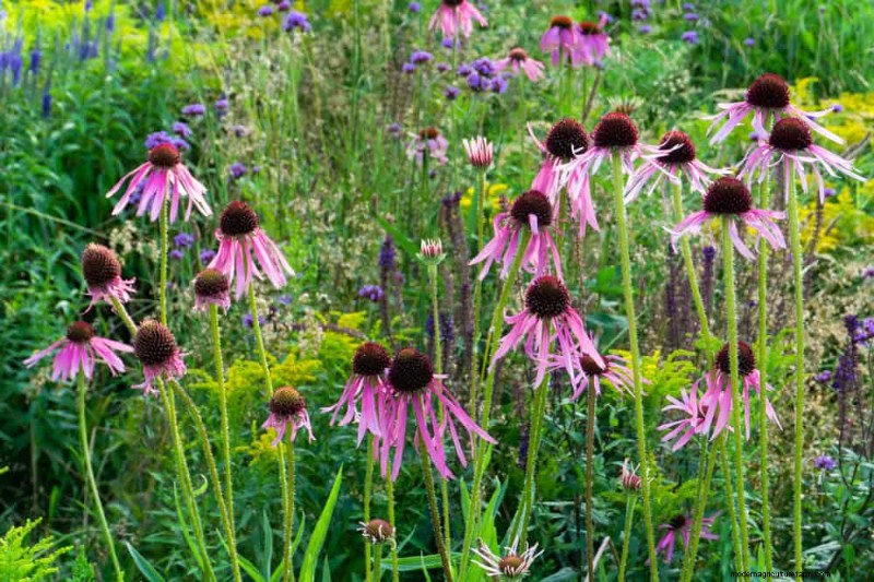 33 Native, Nectar‑Rich Plants to Attract Bees & Butterflies