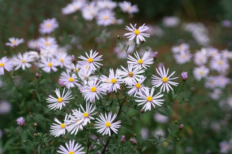 33 Native, Nectar‑Rich Plants to Attract Bees & Butterflies