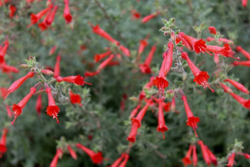 33 Native, Nectar‑Rich Plants to Attract Bees & Butterflies