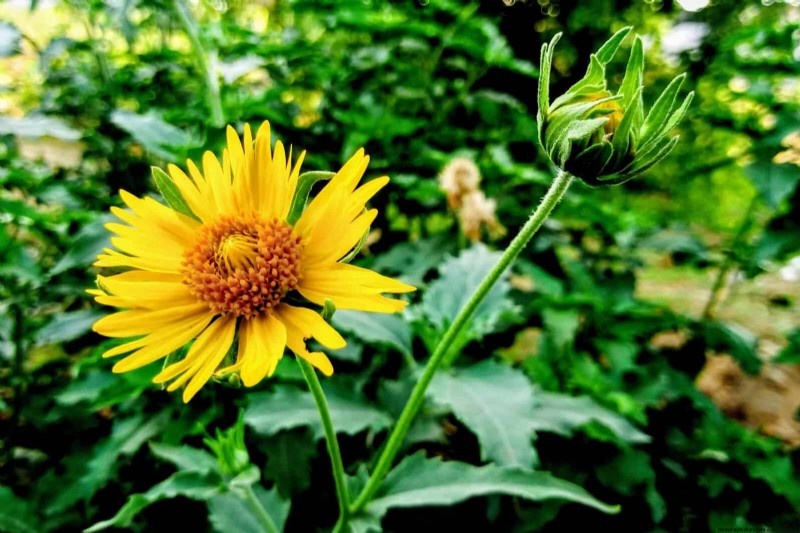 33 Native, Nectar‑Rich Plants to Attract Bees & Butterflies