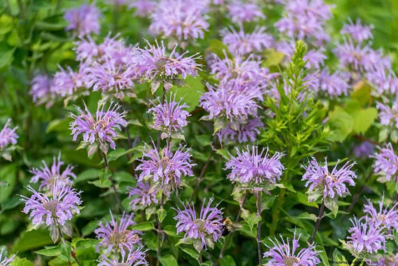33 Native, Nectar‑Rich Plants to Attract Bees & Butterflies