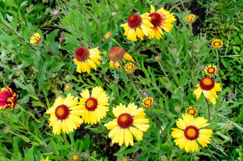 33 Native, Nectar‑Rich Plants to Attract Bees & Butterflies