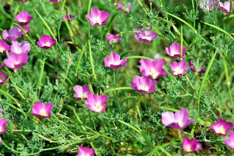 33 Native, Nectar‑Rich Plants to Attract Bees & Butterflies
