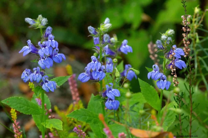 33 Native, Nectar‑Rich Plants to Attract Bees & Butterflies