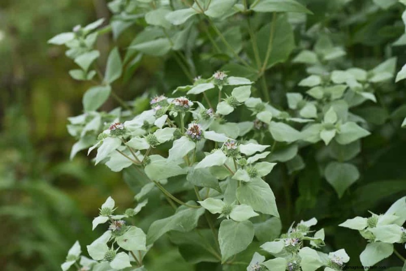 33 Native, Nectar‑Rich Plants to Attract Bees & Butterflies