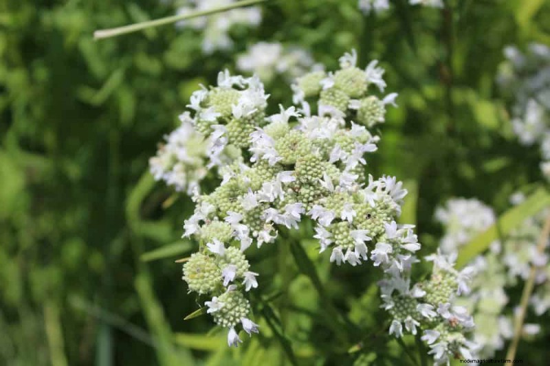 33 Native, Nectar‑Rich Plants to Attract Bees & Butterflies