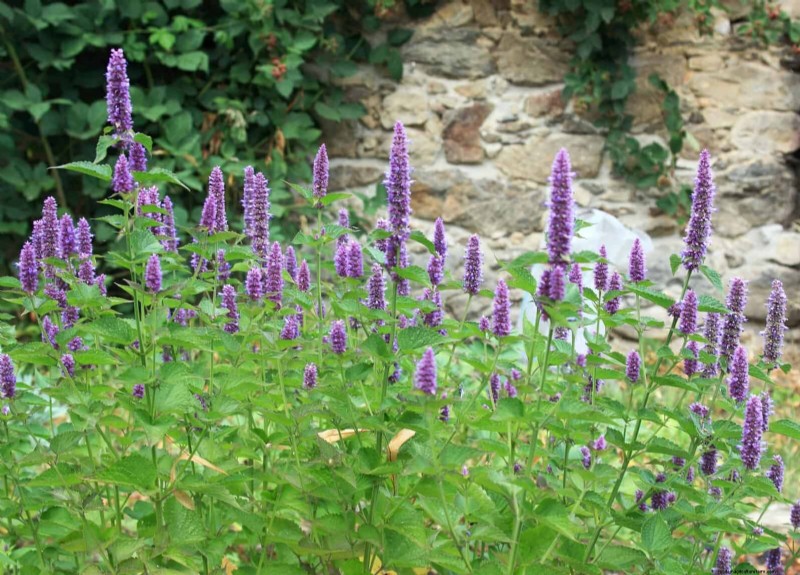 33 Native, Nectar‑Rich Plants to Attract Bees & Butterflies