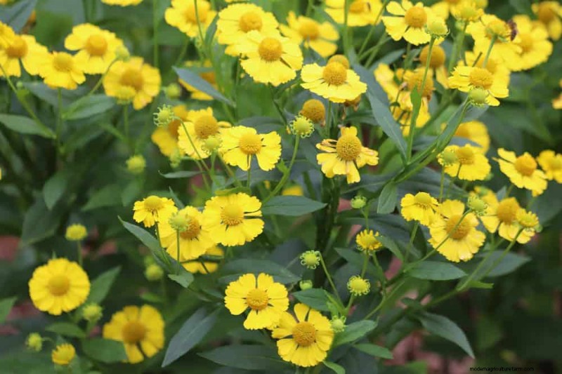 33 Native, Nectar‑Rich Plants to Attract Bees & Butterflies
