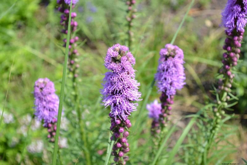 33 Native, Nectar‑Rich Plants to Attract Bees & Butterflies
