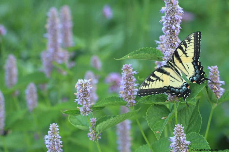 33 Native, Nectar‑Rich Plants to Attract Bees & Butterflies