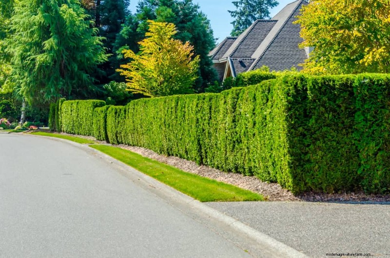 27 Expert-Approved Green Fences: From Bamboo to Holly for Privacy, Beauty, and Sustainability
