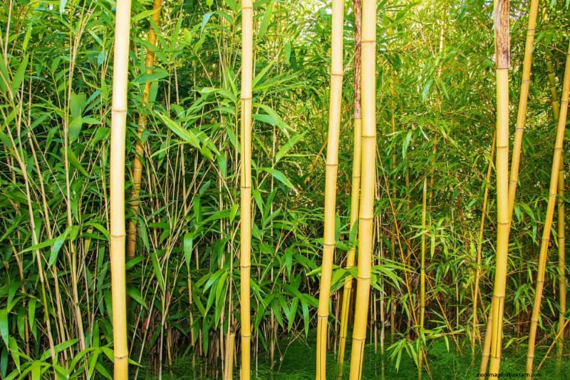 27 Expert-Approved Green Fences: From Bamboo to Holly for Privacy, Beauty, and Sustainability