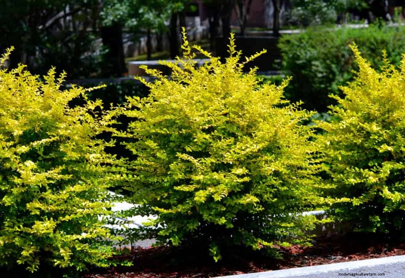 27 Expert-Approved Green Fences: From Bamboo to Holly for Privacy, Beauty, and Sustainability