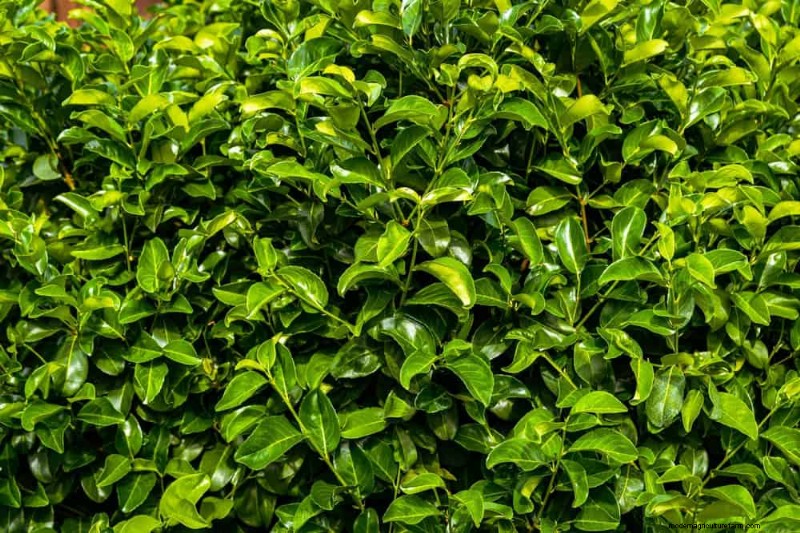 27 Expert-Approved Green Fences: From Bamboo to Holly for Privacy, Beauty, and Sustainability