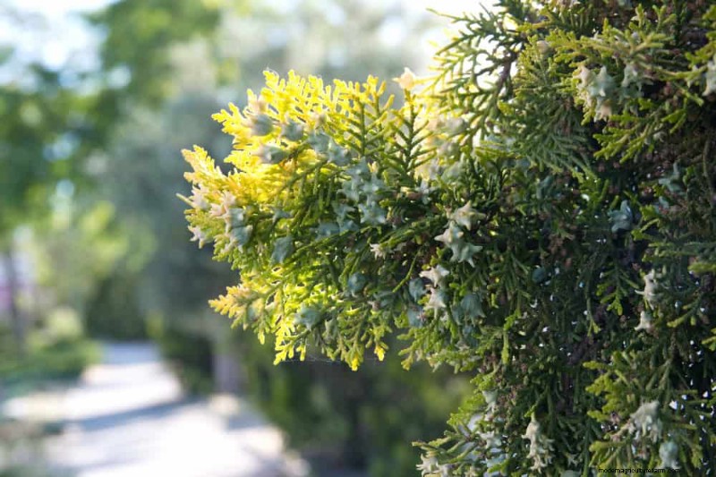 27 Expert-Approved Green Fences: From Bamboo to Holly for Privacy, Beauty, and Sustainability