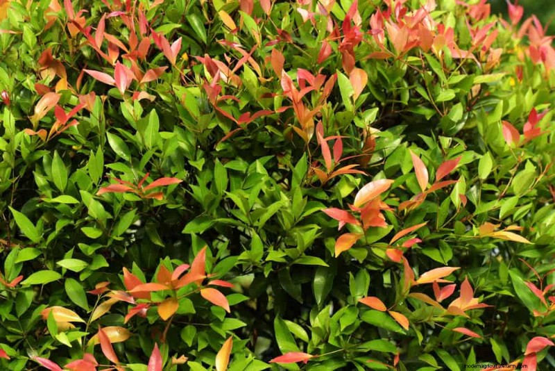 27 Expert-Approved Green Fences: From Bamboo to Holly for Privacy, Beauty, and Sustainability