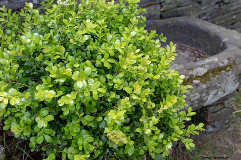 27 Expert-Approved Green Fences: From Bamboo to Holly for Privacy, Beauty, and Sustainability