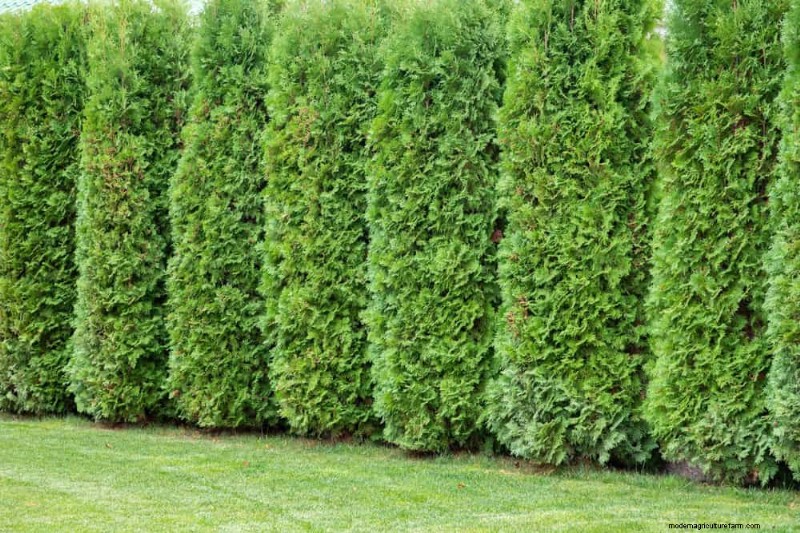 27 Expert-Approved Green Fences: From Bamboo to Holly for Privacy, Beauty, and Sustainability