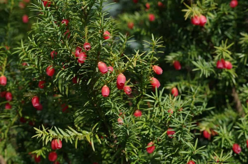 27 Expert-Approved Green Fences: From Bamboo to Holly for Privacy, Beauty, and Sustainability