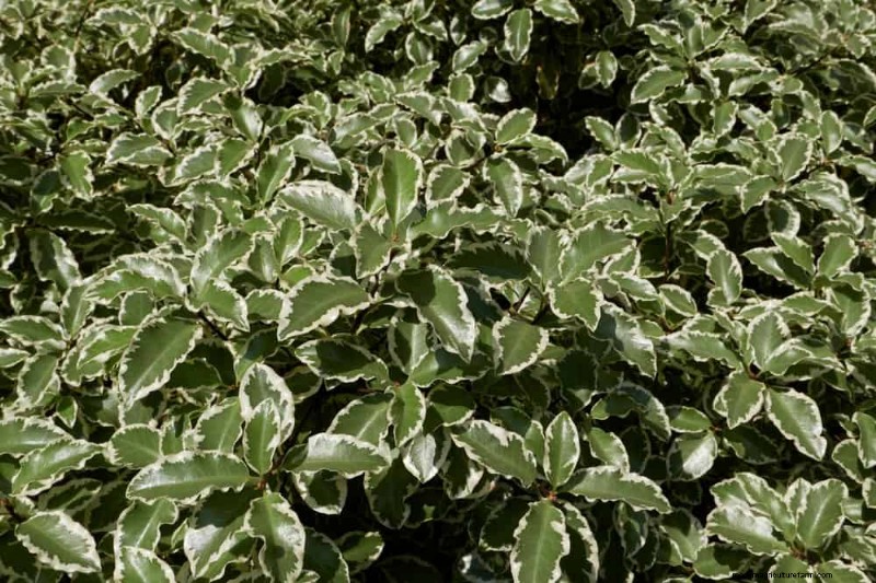 27 Expert-Approved Green Fences: From Bamboo to Holly for Privacy, Beauty, and Sustainability