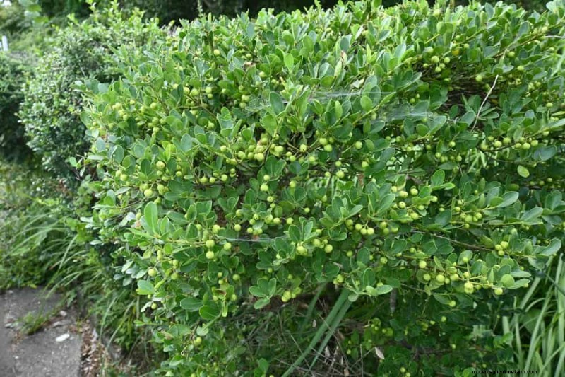 27 Expert-Approved Green Fences: From Bamboo to Holly for Privacy, Beauty, and Sustainability