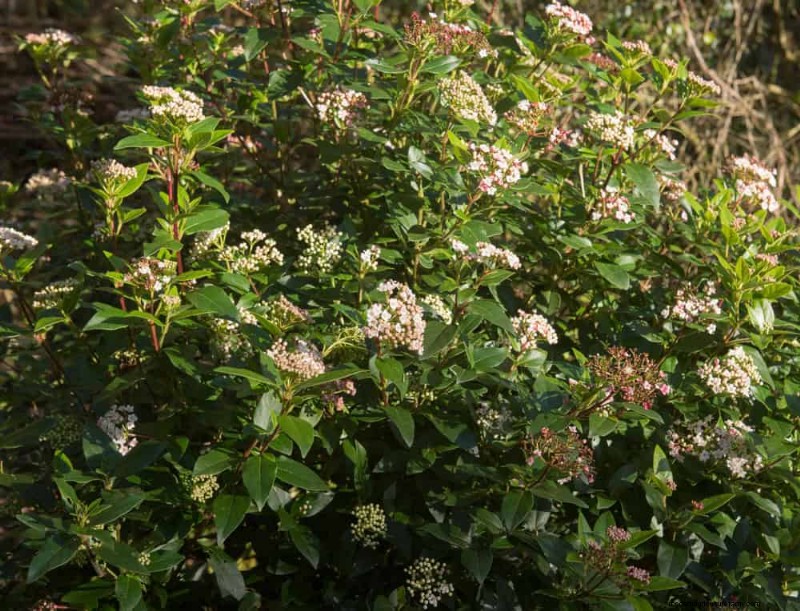 27 Expert-Approved Green Fences: From Bamboo to Holly for Privacy, Beauty, and Sustainability