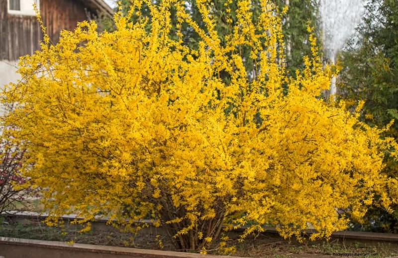 27 Expert-Approved Green Fences: From Bamboo to Holly for Privacy, Beauty, and Sustainability