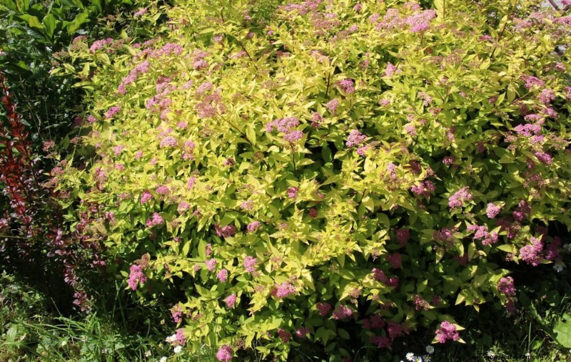 27 Expert-Approved Green Fences: From Bamboo to Holly for Privacy, Beauty, and Sustainability
