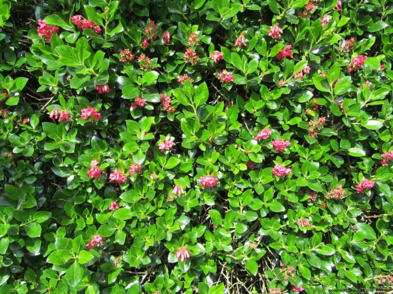 27 Expert-Approved Green Fences: From Bamboo to Holly for Privacy, Beauty, and Sustainability