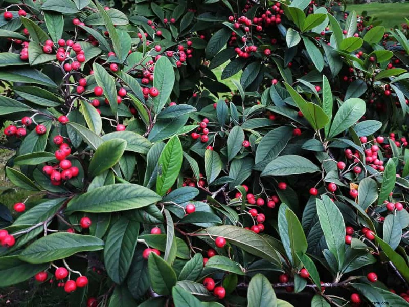 27 Expert-Approved Green Fences: From Bamboo to Holly for Privacy, Beauty, and Sustainability