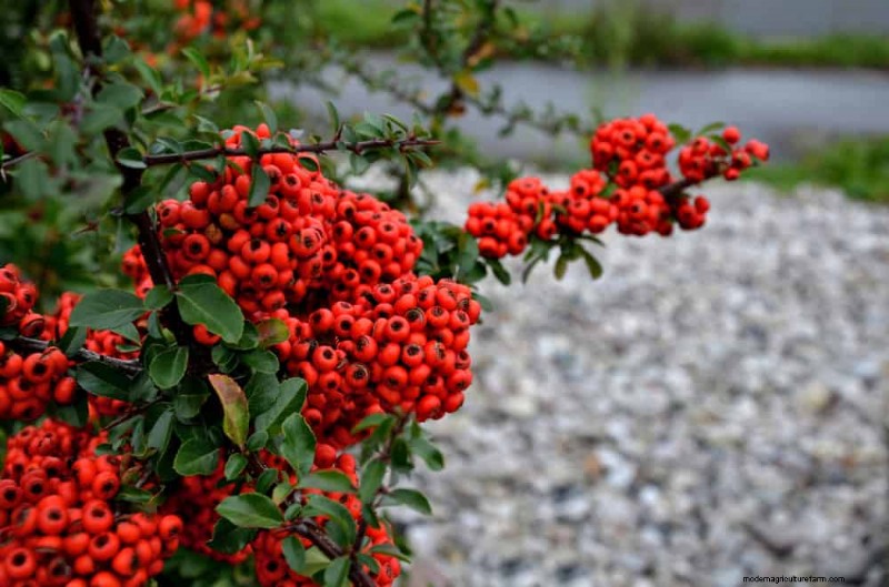 27 Expert-Approved Green Fences: From Bamboo to Holly for Privacy, Beauty, and Sustainability