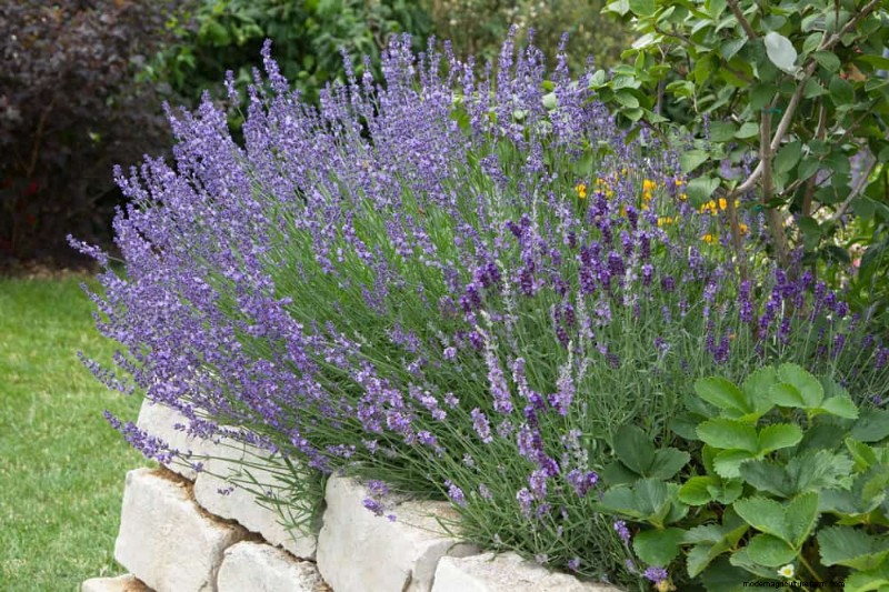 27 Expert-Approved Green Fences: From Bamboo to Holly for Privacy, Beauty, and Sustainability