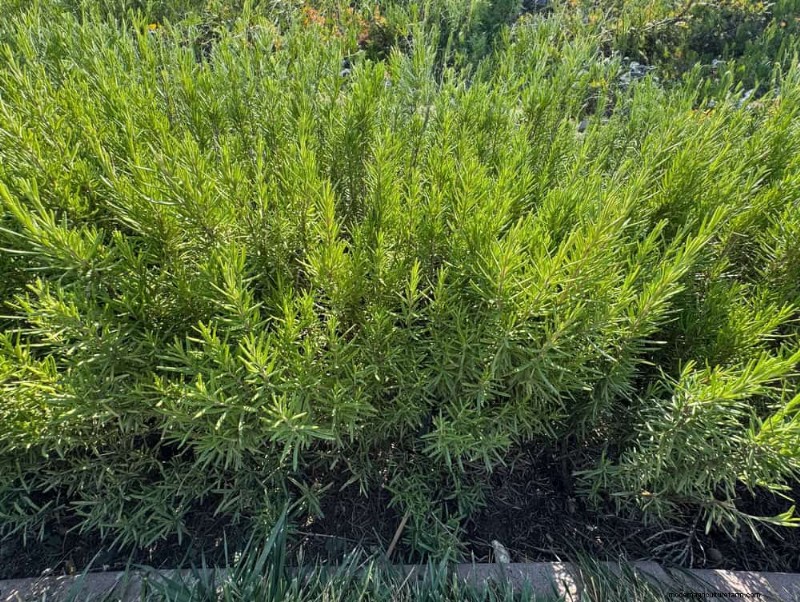 27 Expert-Approved Green Fences: From Bamboo to Holly for Privacy, Beauty, and Sustainability