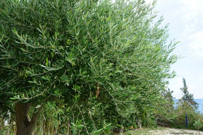 27 Expert-Approved Green Fences: From Bamboo to Holly for Privacy, Beauty, and Sustainability