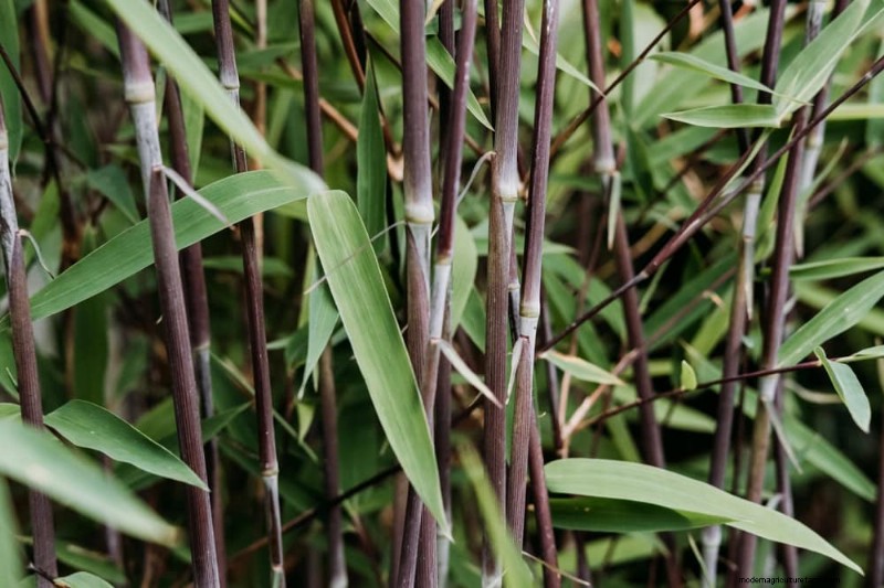 27 Expert-Approved Green Fences: From Bamboo to Holly for Privacy, Beauty, and Sustainability