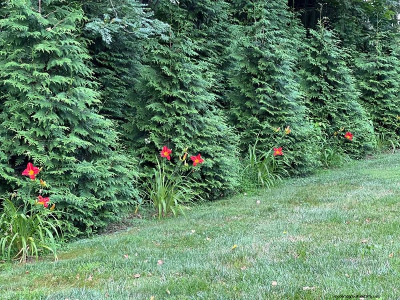27 Expert-Approved Green Fences: From Bamboo to Holly for Privacy, Beauty, and Sustainability
